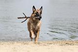 MALINOIS 477